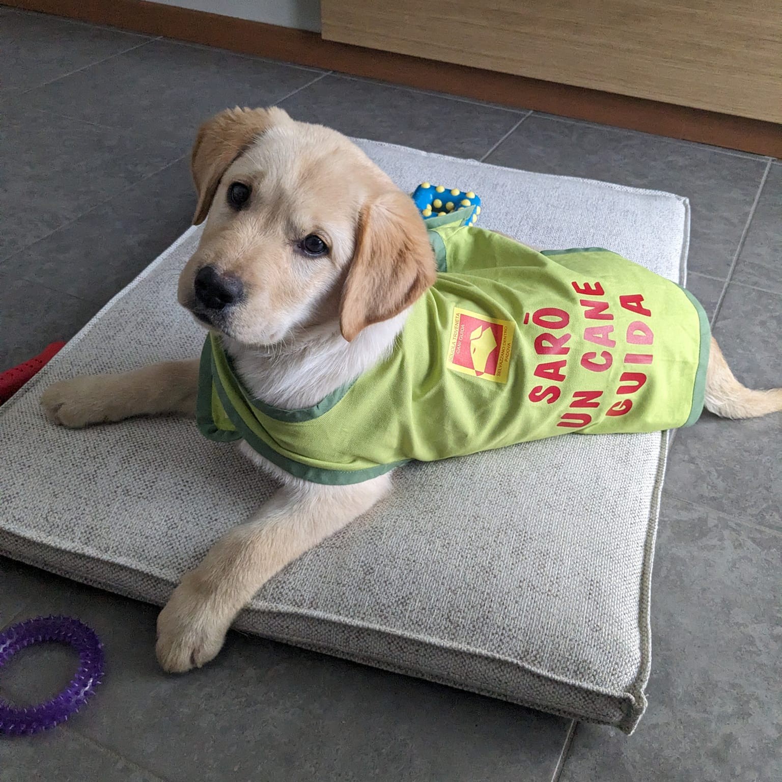 Scuola Triveneta Cani Guida