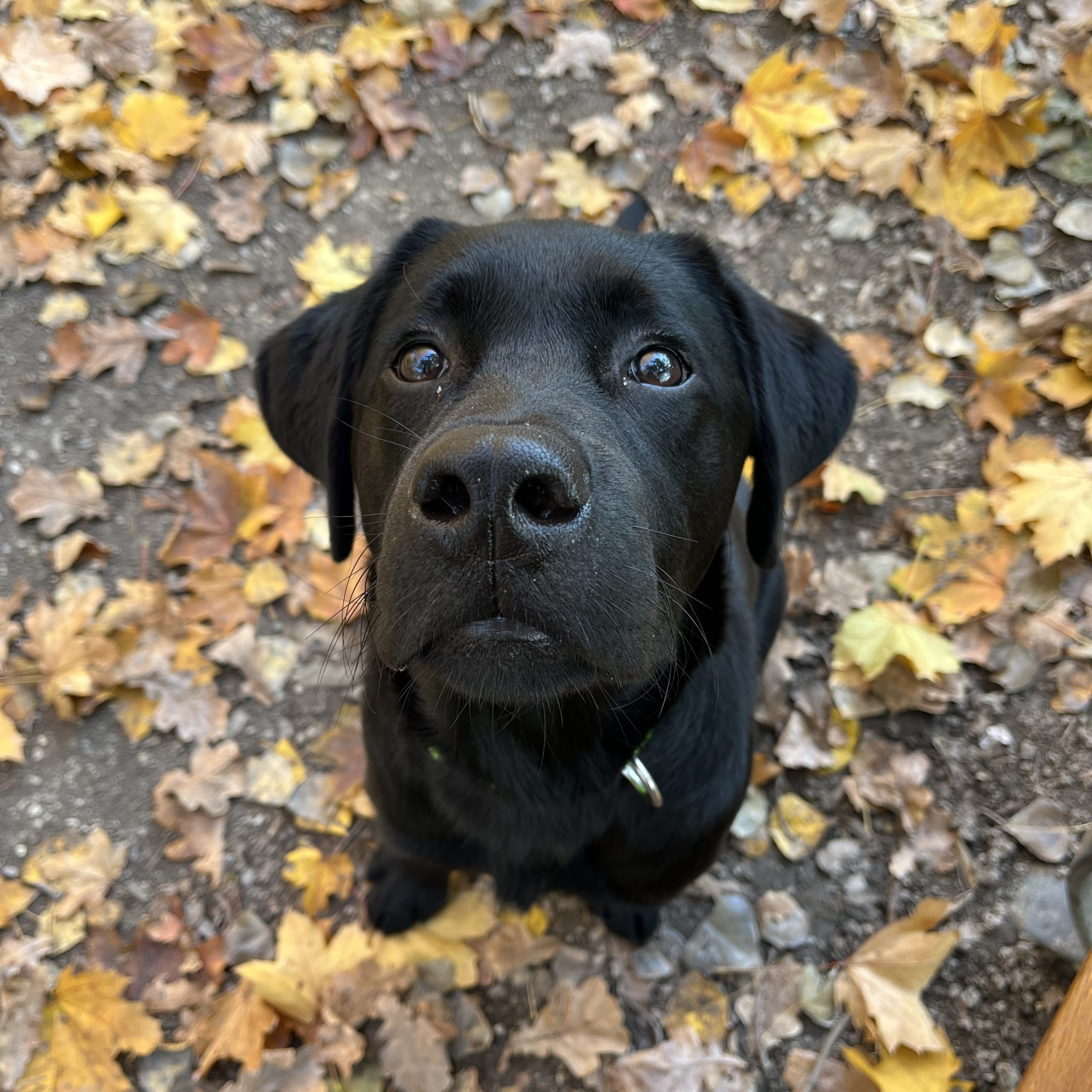 Scuola Triveneta Cani Guida